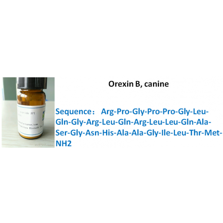 Orexin B, canine