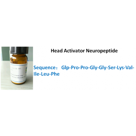 Head Activator Neuropeptide