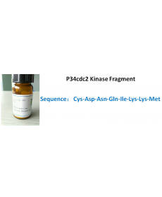 P34cdc2 Kinase Fragment