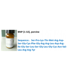 BNP (1-32), porcine