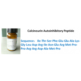 Calcineurin Autoinhibitory Peptide