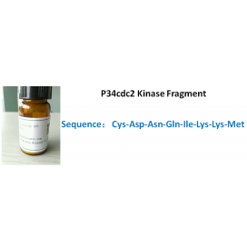 P34cdc2 Kinase Fragment